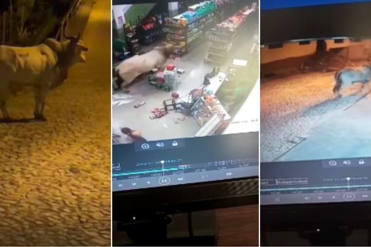 VEJA O VÍDEO: Boi destroi mercearia e parte pra cima de moradores no Vale do Aço
