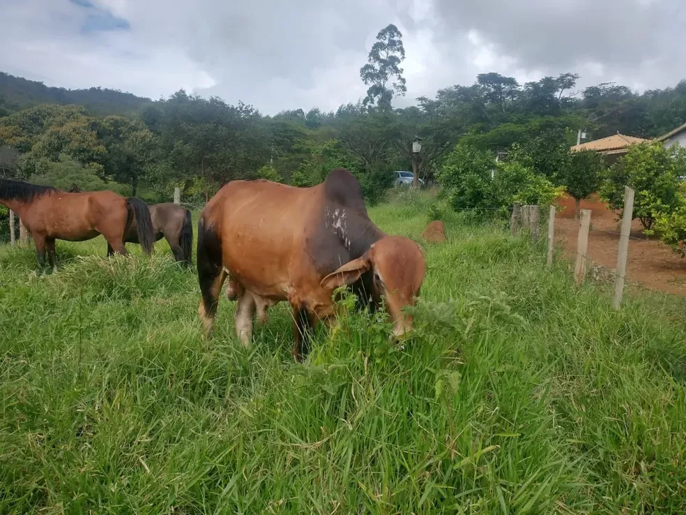 Suspeitos de furtarem gado são presos e itens recuperados em Itaúna