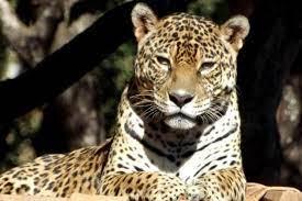 Morre onça-pintada do zoológico de Belo Horizonte