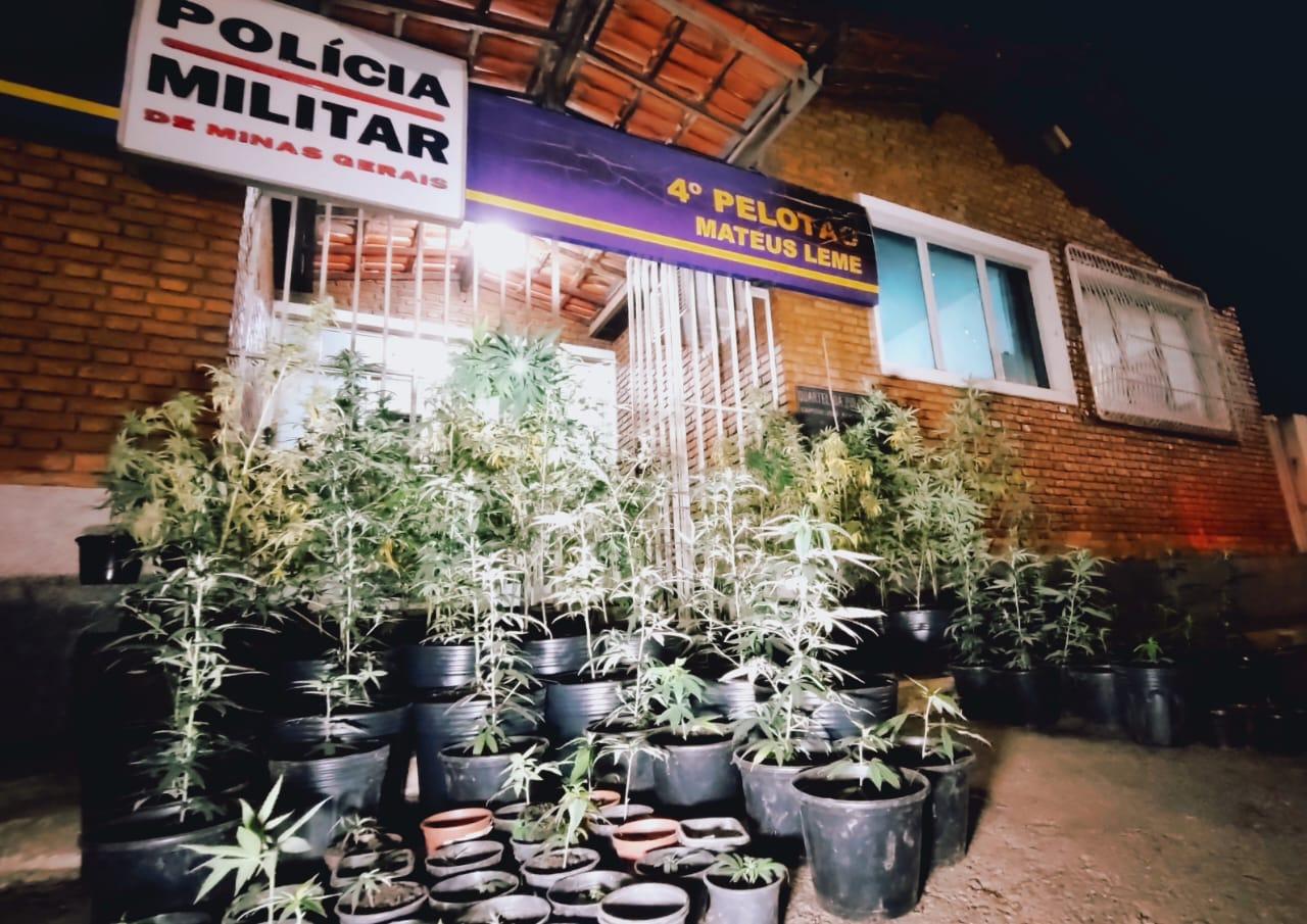 A Maior apreensão de Maconha em Mateus Leme