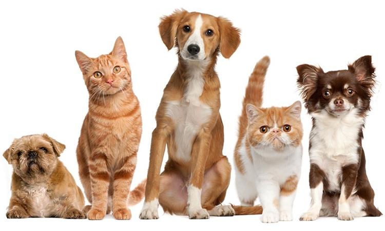 Prefeitura divulga 2º Mutirão de Castração de cães e gatos