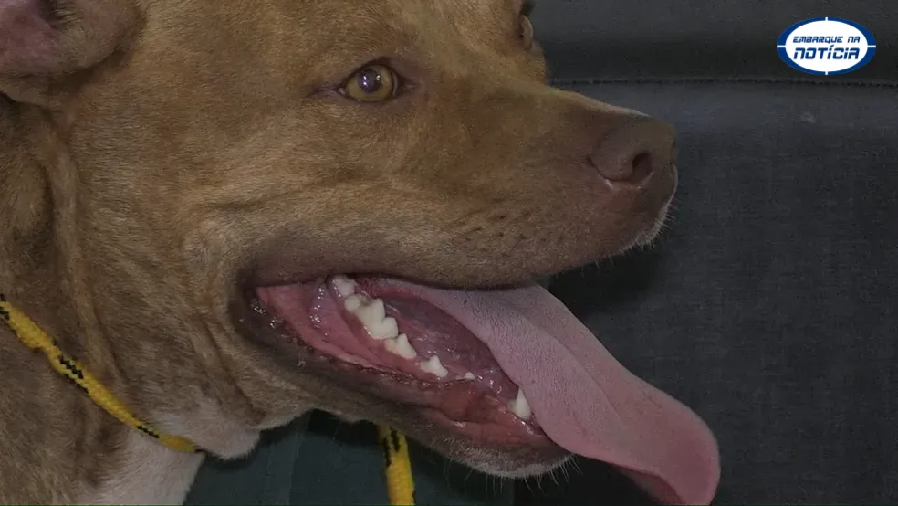 Minas Gerais tem nova lei para criação de cães pit bull e raças semelhantes