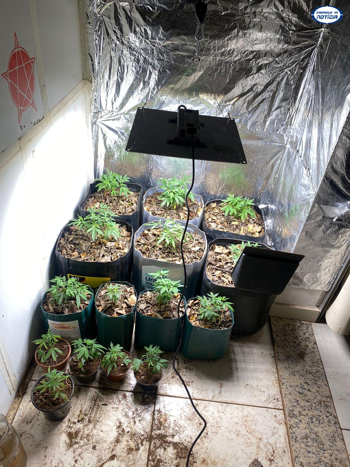 Plantação de maconha é descoberta em apartamento de Mateus Leme