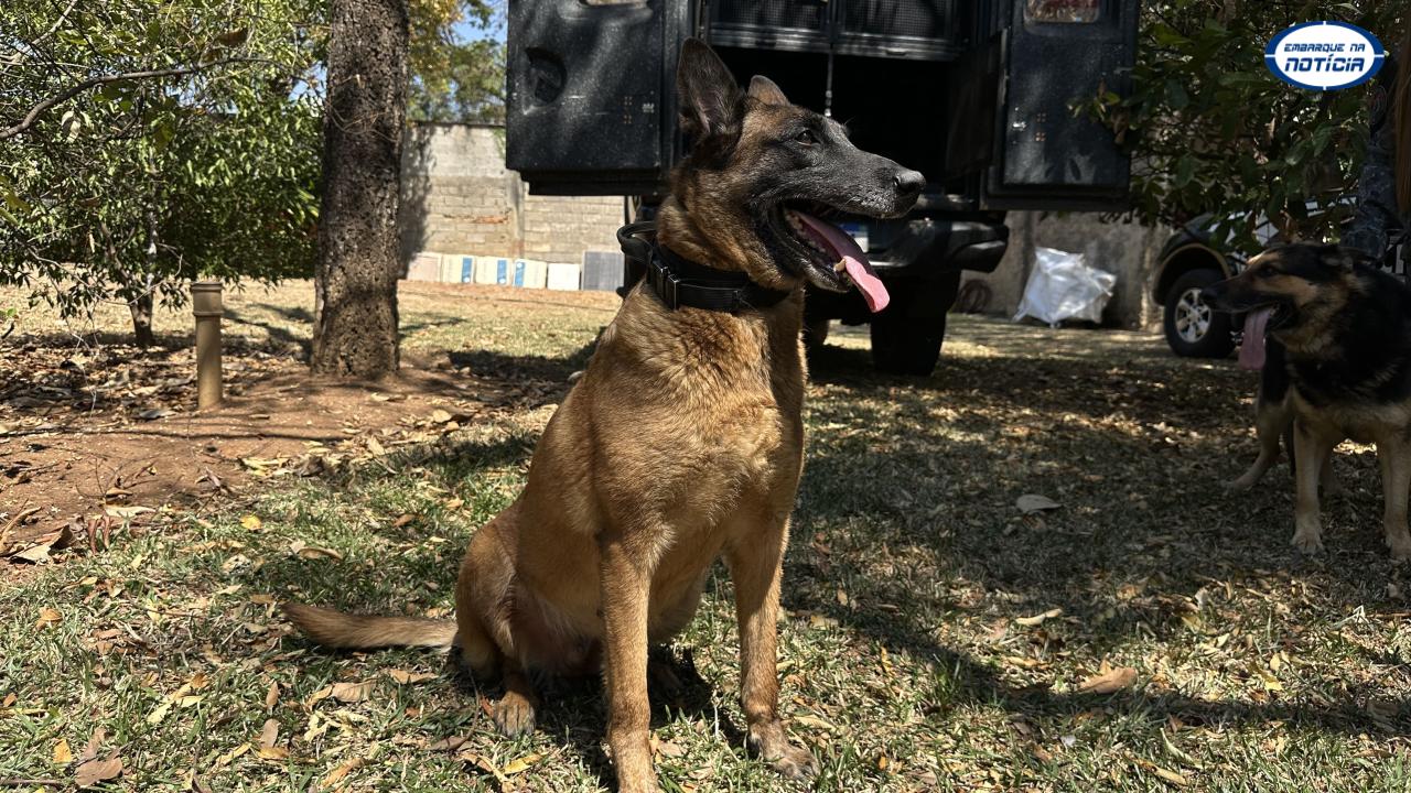 Adote um Herói: Governo de Minas lança campanha para adoção de cães policiais