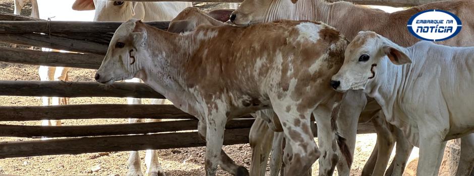 Vacinação contra a brucelose em Minas: primeira etapa garantiu mais de 1,3 milhão de bezerras imunizadas