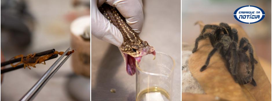 Minas Gerais reforça prevenção e atendimento a acidentes com animais peçonhentos